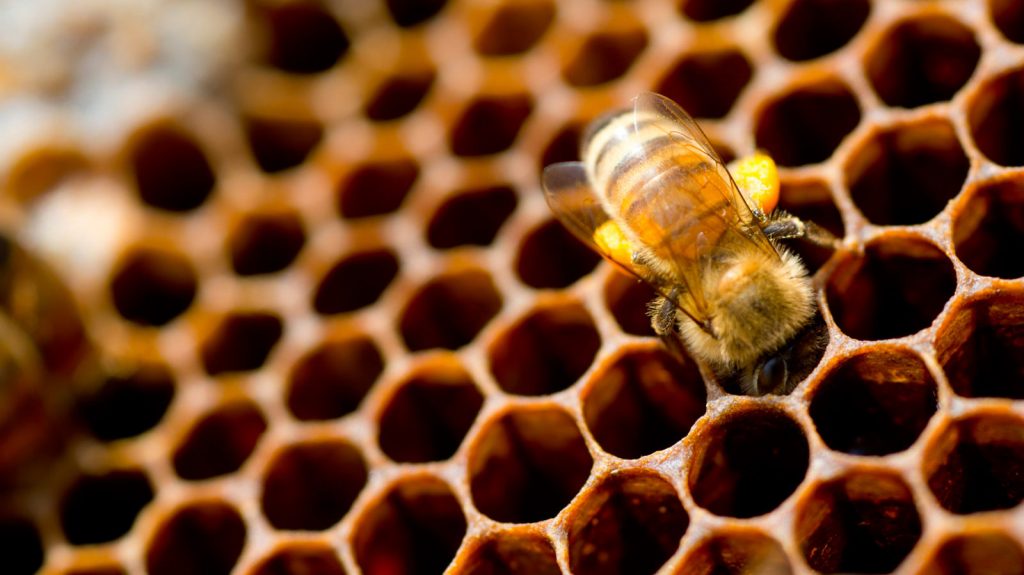 Welcome To Bee-School | Vinayak Garg