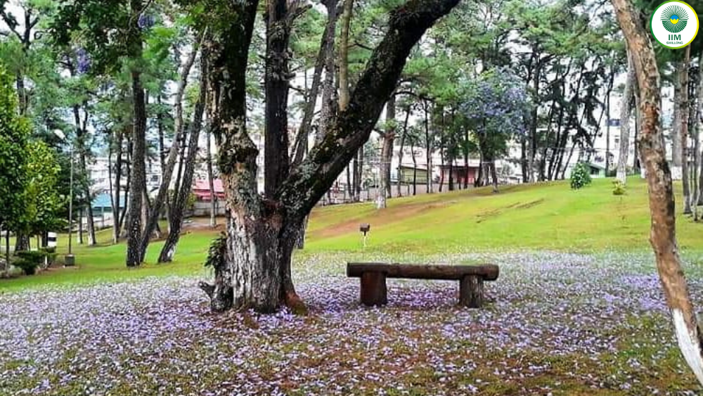 The Journey Of A CAT Aspirant To The Land Of Cherry Blossoms, IIM Shillong